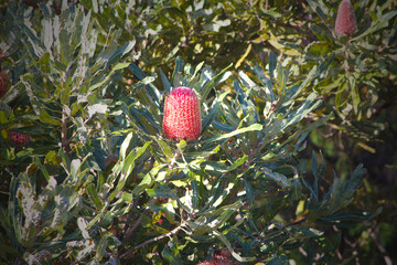 Orange flower spike of Firewood banksia (Banksia menziesii) endemic to Western Australia