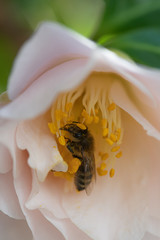 Bee collecting pollen from Camelia flower