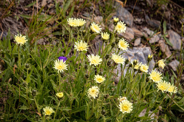 Image of yellow flowers on a mountain meadow in summer in the Austrian Alps,