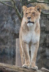 Wildlife photography