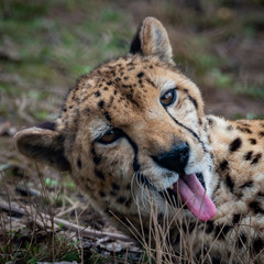 Wildlife photography