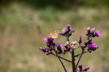 Image of a wild Cirsium vulgare, spear thistle with bumblebees and butterflies, in summer in the Austrian Alps