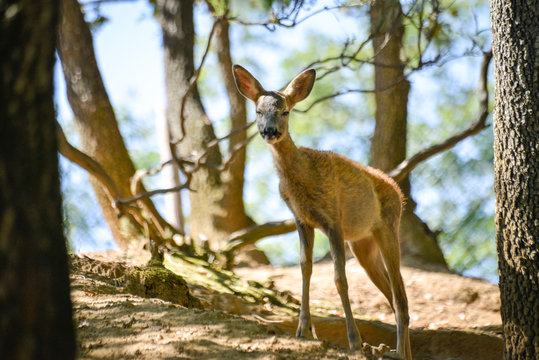 Jeune chevreuil dans un bois color&eacute; au rayon d'&eacute;t&eacute;, faune sauvage d'Europe