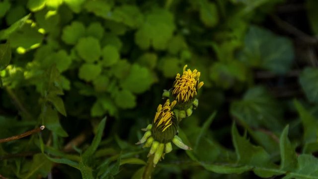 Time lapse of dandelion opening in sunlight - zoom in