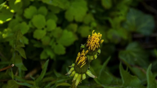 Time lapse of dandelion opening in sunlight - zoom out
