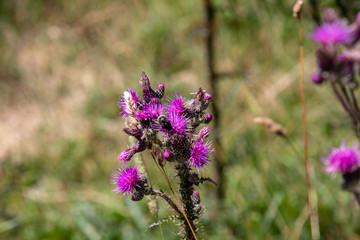 Image of a wild Cirsium vulgare, spear thistle with bumblebees and butterflies, in summer in the Austrian Alps