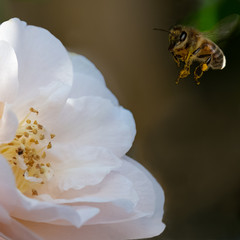 Bee collecting pollen from Camelia flower