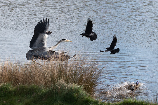 Grey Heron Attacking A Small Group Of Crows