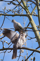 Eurasian collared dove (Streptopelia decaocto) in flight