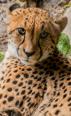 Wildlife photography