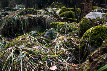 wilderness landscape forest with pine trees and moss on rocks