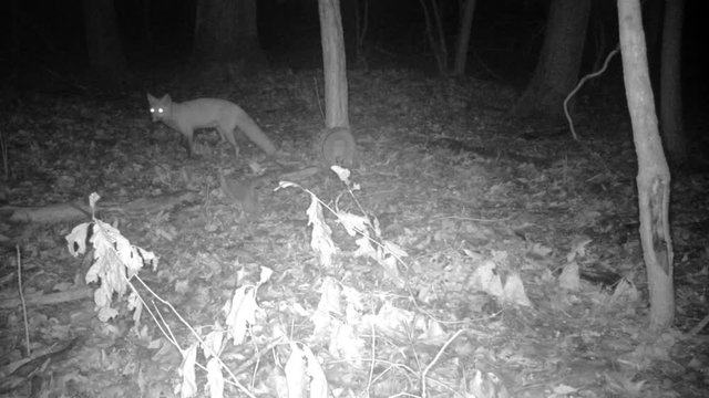 wild ref fox in forest at night