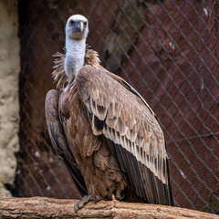Griffon vulture, Gyps fulvus in Jerez de la Frontera, Andalusia, Spain