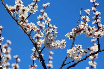 Cherry And Apricot Trees In Bloom