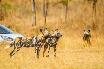Naklejka na ściany i meble Portrait of African wild painted dog or Lycaon Pictus taken during a safari in a game reserve in South Africa