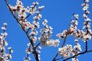 Cherry And Apricot Trees In Bloom