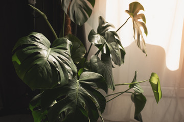 Exotic tropical Monstera palm leaves, copy space. Green leaves of monstera palm or split-leaf philodendron. Monstera deliciosa foliage plant. Exotic plant. Floral Pattern. Monstera leaves at home