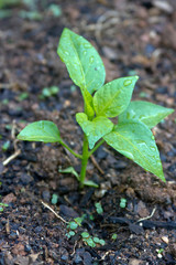Pepper Plant In a Wet Summer Garden
