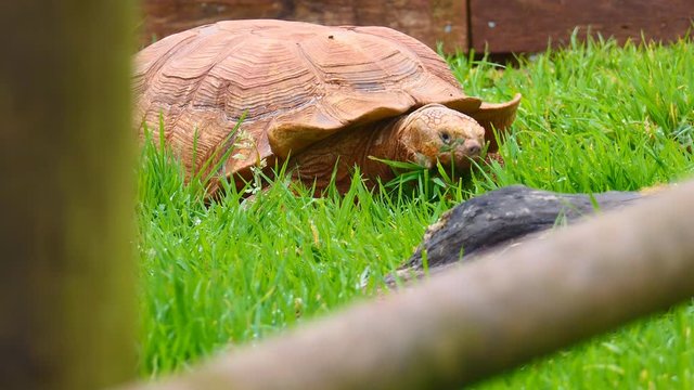 A giant turtle eating grass.