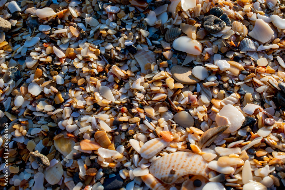 Canvas Prints seashell and sand on a beach