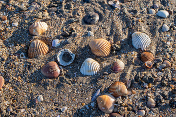 seashell close-up on a beach