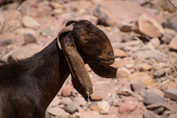 Mountain Goat Petra Jodan
