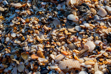 seashell and sand on a beach