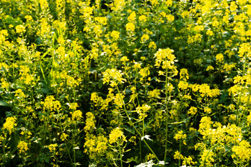 Blooming mustard. closeup view of mustard yellow flowers blooming in field