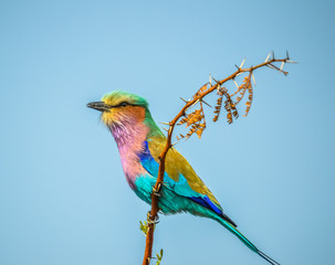 African lilac breasted roller (fork-tailed roller, lilac-throated roller, Mosilikatze's roller) is national bird of Kenya , isolated and perched on a tree