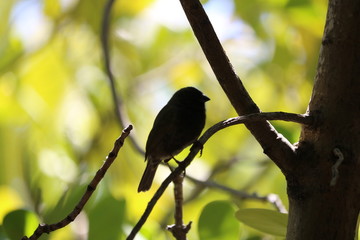 bird on a branch