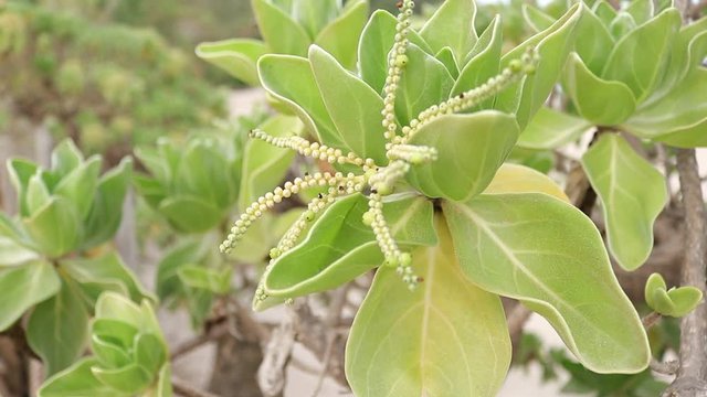 Argusia argentea Rare plants that grow on undisturbed beaches.