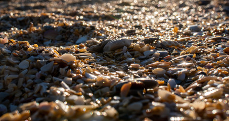 Obraz premium seashell and sand on a beach