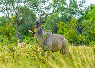 Naklejka na ściany i meble Majestic Kudu bull with big horns in a national park South Africa during a safari