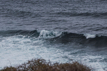 whale in the sea, in the Canary Islands