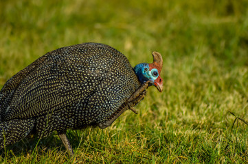 Helmeted Guinea fowls or Numididae feeding in a game reserve in South Africa