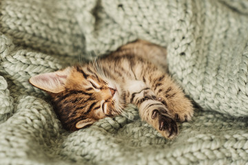 Kitten closed in towel warm sleepy small white