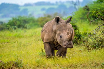 Portrait of an African white Rhinoceros or Rhino or Ceratotherium simum also know as Square lipped...