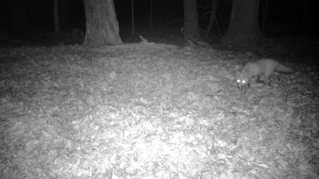 alert and cautious red fox at night