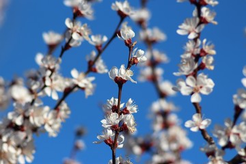 Cherry And Apricot Trees In Bloom