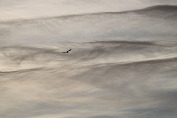 seagull in flight