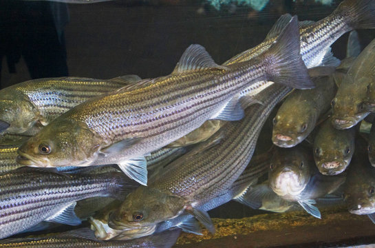  Striped Sea Bass With Expressive Faces Swim Close Together Underwater
