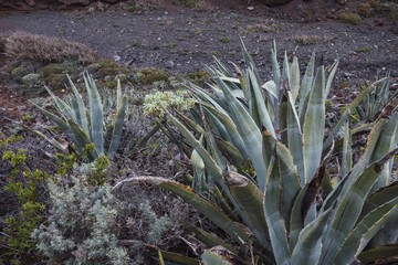 aloe vera plant in the garden, in the Canary Islands