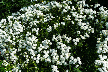 Iberis sempervirens white flowering plant. Spring white Iberis flower
