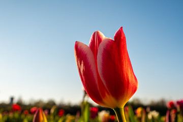 red tulips against blue sky