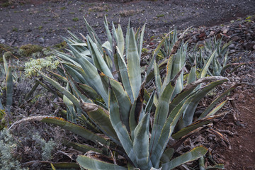 aloe vera plant, in the Canary Islands