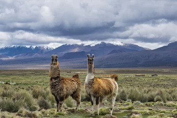 Zelfklevend Fotobehang Close-up van twee lama& 39 s in de Boliviaanse Altiplano, hun natuurlijke habitat, met besneeuwde bergen op de achtergrond © Lennart