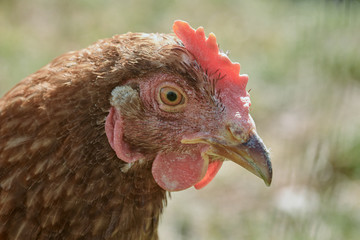 Close-up head of a brown rooster with red cockscomb and nature background