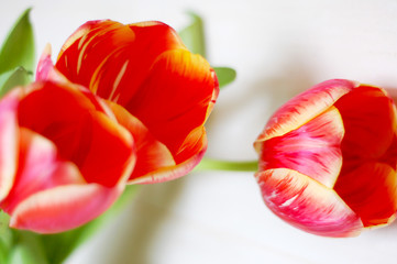 tulip, flower, nature, beauty, design, spring, gift, woman