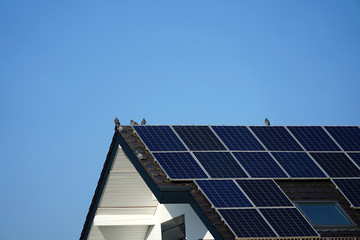 Dach von einem Wohnhaus mit Photovoltaik Panlenen. Auf dem DAchfirst ruhen gerade einige Tauben