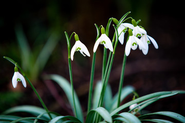 Schneegl&ouml;ckchen